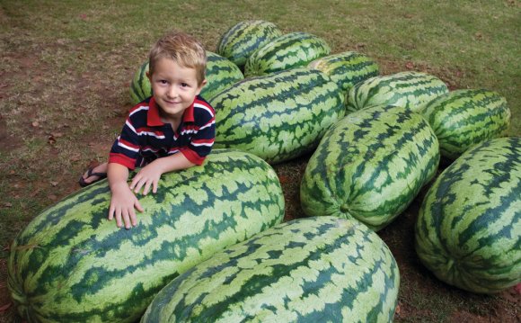 Chinchilla Melon Festival