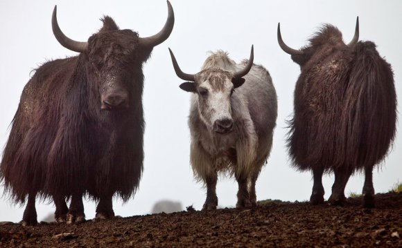 Yaks roam the hills in the