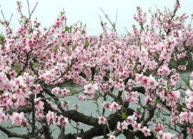 Shanghai Peach Blossom Festival