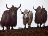The yaks