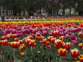 Tulips Festival Melbourne