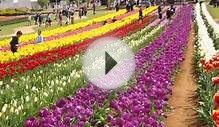 BEST TULIP FESTIVAL 2015 - MELBOURNE, AUSTRALIA