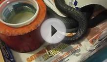 Melbourne Black snake eats